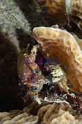 Mithrax hispidus-Bonaire Buddy Reef-18m-20180222nuit-Denis-ADER-DSC_7599_tn